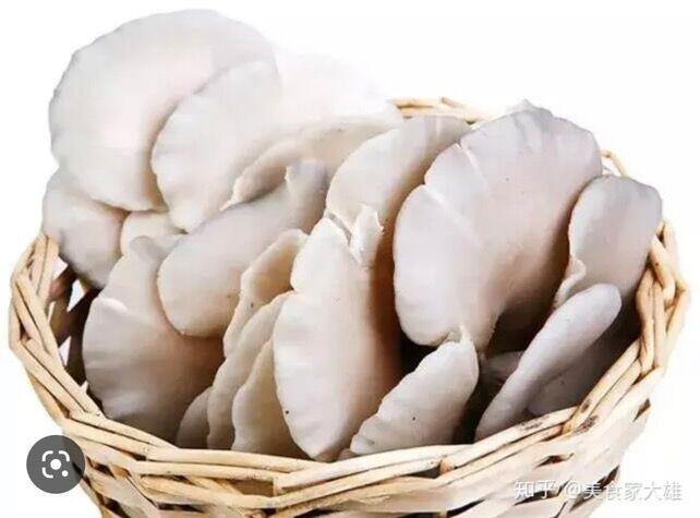 Oyster Mushroom